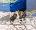 Small #4 Mutt