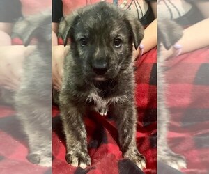 Cane Corso-German Shepherd Dog Mix Puppy for Sale in COLUMBIA, Kentucky USA