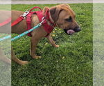 Small #3 Black Mouth Cur Mix