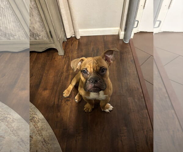 Medium Photo #1 Free-Lance Bulldog Puppy For Sale in Euless, TX, USA