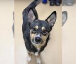 Small #1 Siberian Husky Mix