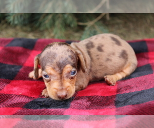 Dachshund Puppy for sale in BLOOMINGTON, IN, USA