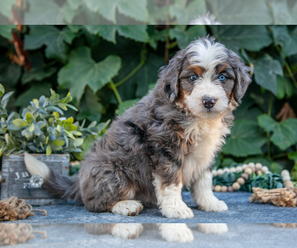 Medium Photo #5 Bernedoodle (Miniature) Puppy For Sale in APPLE CREEK, OH, USA