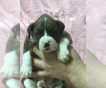 Small Photo #2 Boxer Puppy For Sale in COATSVILLE, MO, USA