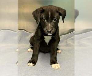 Labrador Retriever-Unknown Mix Dogs for adoption in Brewster, NY, USA