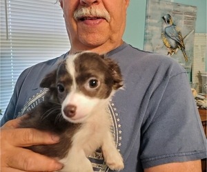 Chihuahua Puppy for sale in ELM CITY, NC, USA