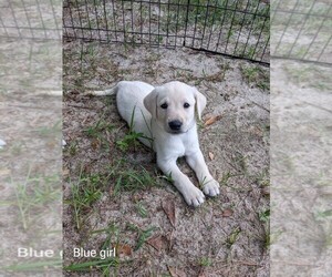Labrador Retriever Puppy for Sale in WAGENER, South Carolina USA