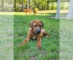 Puppy Puppy 7 Rhodesian Ridgeback