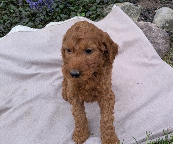 Medium Photo #36 Irish Doodle Puppy For Sale in GOSHEN, IN, USA