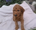 Small Photo #36 Irish Doodle Puppy For Sale in GOSHEN, IN, USA
