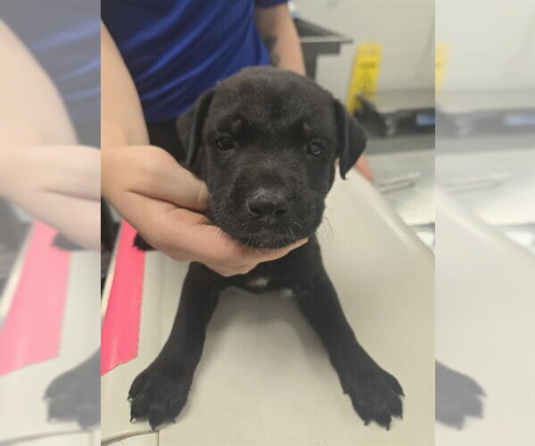 Medium Photo #1 American Pit Bull Terrier-Unknown Mix Puppy For Sale in Corpus Christi, TX, USA