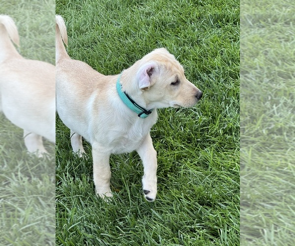 Medium Photo #15 Labrador Retriever Puppy For Sale in CARTER LAKE, IA, USA