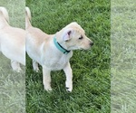 Small #14 Labrador Retriever
