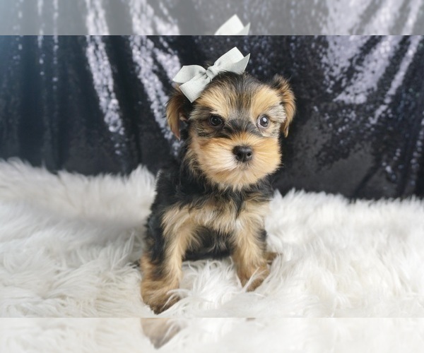 Medium Photo #47 Morkie Puppy For Sale in WARSAW, IN, USA