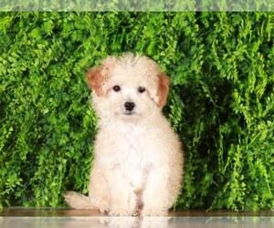 Goldendoodle (Miniature) Puppy for sale in MOUNT VERNON, OH, USA
