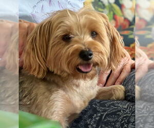 Mutt Dogs for adoption in Allentown,, PA, USA