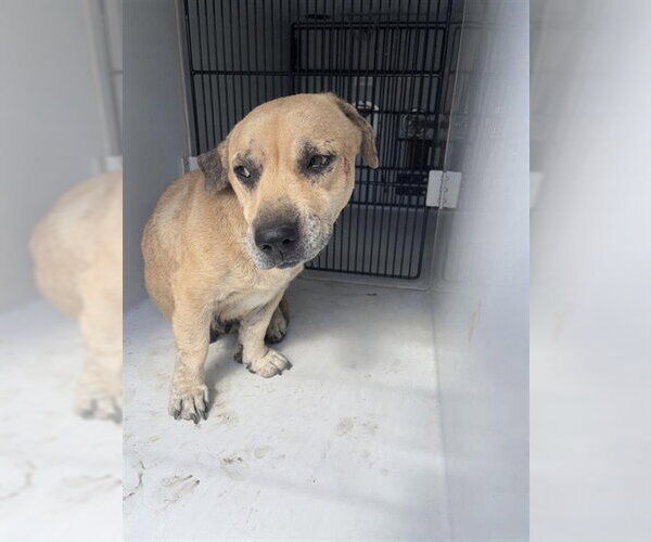 Medium Photo #1 Labrador Retriever-Unknown Mix Puppy For Sale in Houston, TX, USA