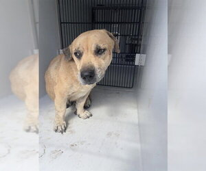 Labrador Retriever-Unknown Mix Dogs for adoption in Houston, TX, USA