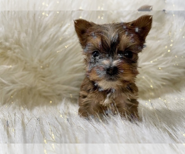 Medium Photo #2 Yorkshire Terrier Puppy For Sale in HAYWARD, CA, USA