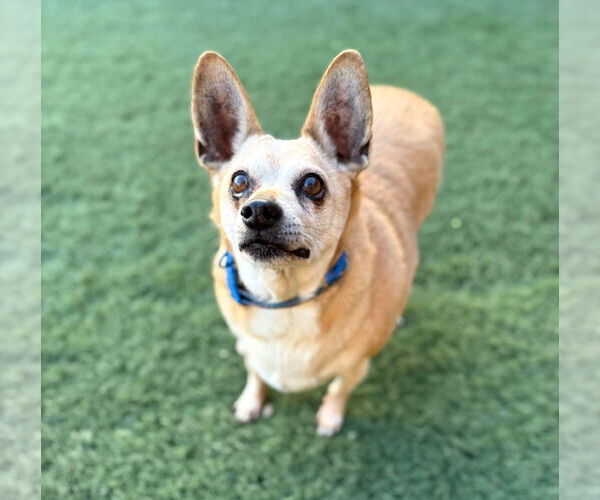 Medium Photo #5 Chihuahua-Unknown Mix Puppy For Sale in phoenix, AZ, USA