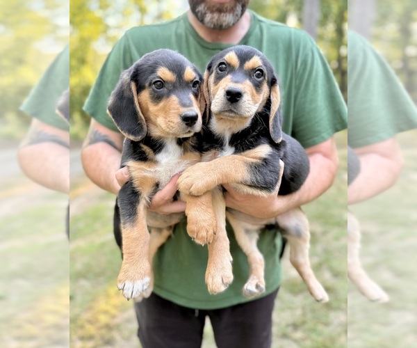 Medium Photo #1 Beagle Puppy For Sale in PELL CITY, AL, USA