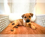 Small #1 Rhodesian Ridgeback Mix