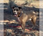 Small Photo #53 Mutt Puppy For Sale in Kanab, UT, USA