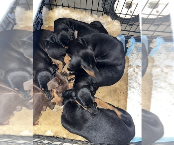Medium Photo #2 Doberman Pinscher Puppy For Sale in HESPERIA, CA, USA