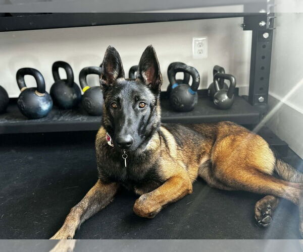 Medium Photo #15 Mutt Puppy For Sale in Imlay City, MI, USA