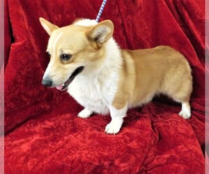 Mother of the Pembroke Welsh Corgi puppies born on 04/27/2022