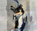 Small #3 Mutt