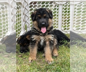 German Shepherd Dog Puppy for sale in SPANAWAY, WA, USA