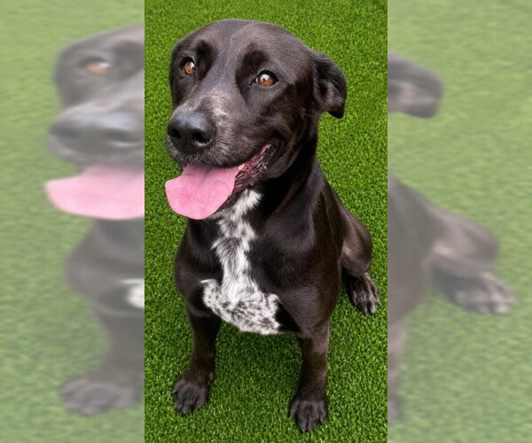 Medium Photo #2 Labrador Retriever-Unknown Mix Puppy For Sale in Texas City, TX, USA