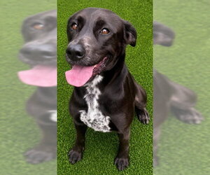 WILLOW - Female Labrador Retriever-Unknown Mix Dog for Adoption - Photo #2