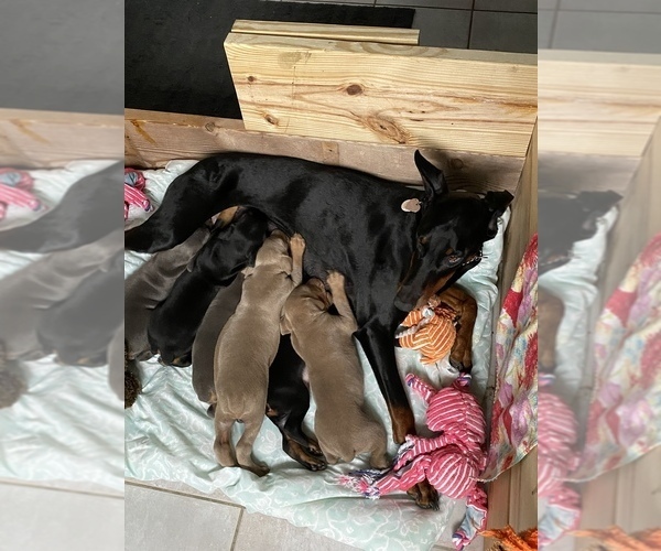 Medium Photo #4 Doberman Pinscher Puppy For Sale in CLINTON TOWNSHIP, MI, USA