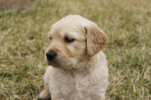 Medium Photo #1 Golden Retriever Puppy For Sale in HILLSBORO, KS, USA