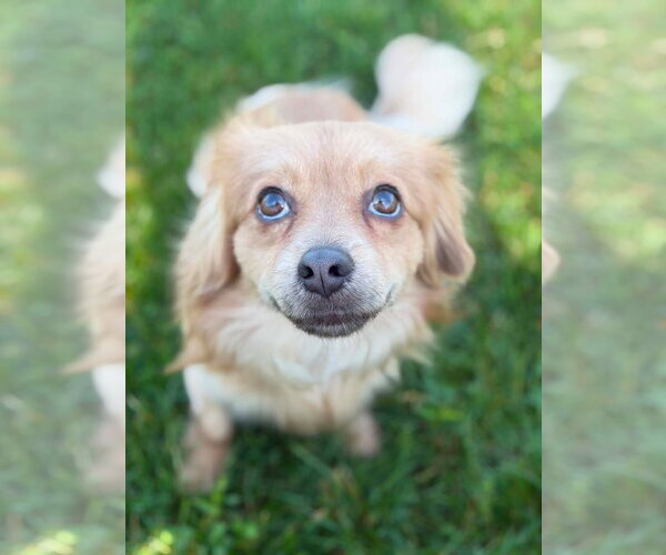 Medium Photo #2 Chihuahua-Unknown Mix Puppy For Sale in Fort Wayne, IN, USA