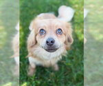 Small #1 Chihuahua Mix