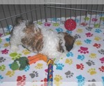 Small Photo #10 Shih-Poo Puppy For Sale in ORO VALLEY, AZ, USA