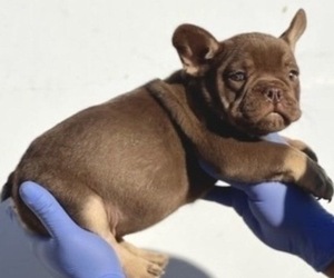 French Bulldog Puppy for sale in SACRAMENTO, CA, USA