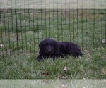 Small Photo #6 German Shepherd Dog-Goldendoodle Mix Puppy For Sale in CULPEPER, VA, USA