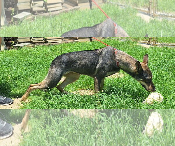 Medium Photo #2 Mutt Puppy For Sale in Wetumpka, AL, USA
