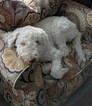 Small Photo #1 Miniature Labradoodle Puppy For Sale in WATERTOWN, CT, USA