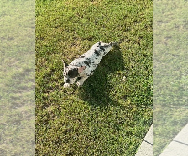 Medium Photo #33 French Bulldog Puppy For Sale in NORTH MYRTLE BEACH, SC, USA