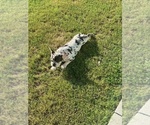 Small #7 French Bulldog