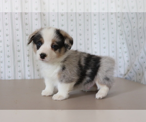 Pembroke Welsh Corgi Puppy for sale in SHILOH, OH, USA