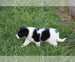 Small Photo #10 Border Collie Puppy For Sale in BLOOMINGTON, WI, USA