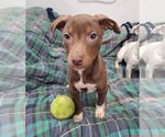 Small Photo #5 Doberman Pinscher Puppy For Sale in Chico, CA, USA