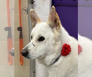 Toby GSD - Male German Shepherd Dog Dog for Adoption - Photo #6