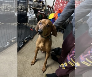 Doberman Pinscher-Redbone Coonhound Mix Dogs for adoption in KIRKLAND, WA, USA
